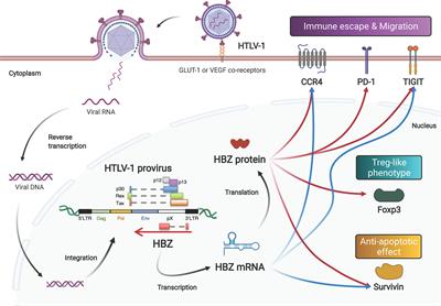 Functional and Pathogenic Roles of Retroviral Antisense Transcripts